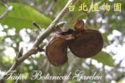 阿薩姆茶，果實的圖片