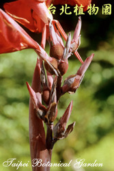 紫葉美人蕉，果實的圖片