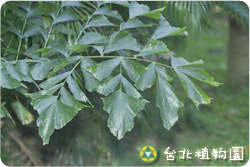 孔雀椰子，葉子的圖片