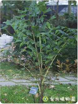 孔雀椰子，葉子的圖片