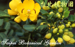 金邊黃槐，花朵與葉的圖片