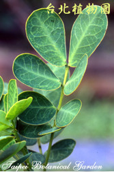 金邊黃槐，葉子的圖片