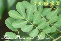 金邊黃槐，葉子的圖片