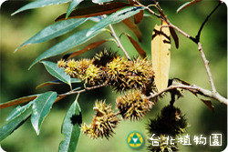 火燒柯，果實與葉的圖片