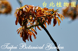 吉貝木棉，嫩葉的圖片