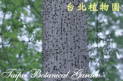 吉貝木棉，樹幹的圖片