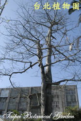 吉貝木棉，冬季落葉的圖片