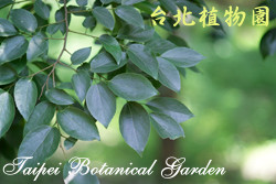 朴樹，葉子的圖片