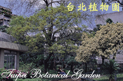 朴樹，樹的圖片