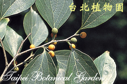 朴樹，果實與葉子的圖片