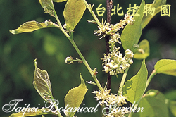 朴樹，花朵的圖片