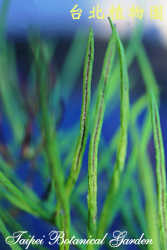 水蕨，孢子葉的圖片