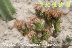 金獅子，果實的圖片