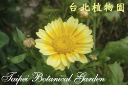 茼蒿，花朵的圖片