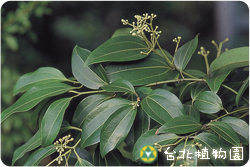 錫蘭肉桂，花朵與葉的圖片