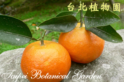 橘子，葉子與果實的圖片