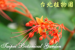 龍船花，花的圖片