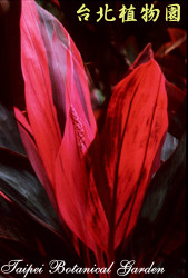 亮葉朱蕉，花朵的圖片