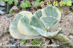 旭波之光，葉子的圖片