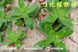 火祭，葉子的圖片