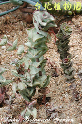 星乙女，葉子的圖片