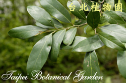 海南厚殼桂，葉子的圖片