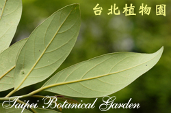 海南厚殼桂，葉子的圖片