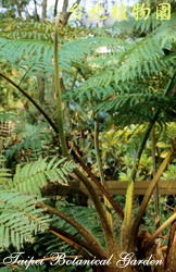 筆筒樹，樹的圖片