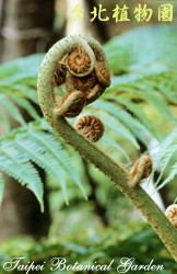 筆筒樹，果實與莖的圖片