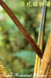 筆筒樹，莖的圖片