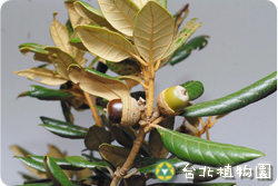 嶺南青剛櫟，果實的圖片