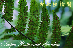 野毛蕨，孢子囊群的圖片