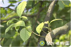 青剛櫟，果實的圖片