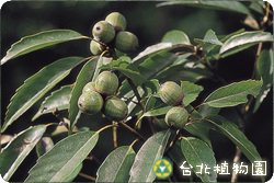 青剛櫟，全株的圖片