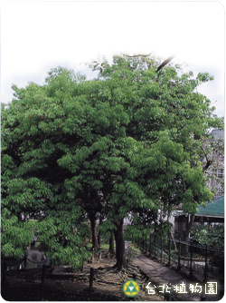 青剛櫟，果實的圖片