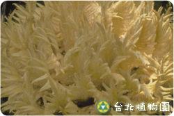 蘇鐵，雌花的圖片