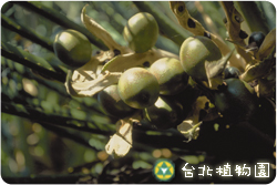 光果蘇鐵，果實的圖片