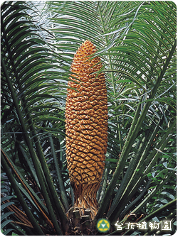 光果蘇鐵，雄花的圖片