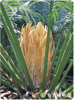 光果蘇鐵，雌花的圖片