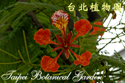 鳳凰木，花朵的圖片