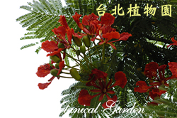 鳳凰木，花朵與葉子的圖片