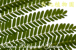 鳳凰木，葉子的圖片