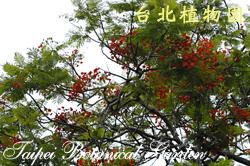 鳳凰木，樹的圖片