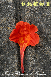 鳳凰木，花瓣的圖片