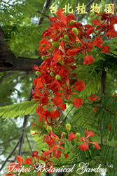 鳳凰木，花朵的圖片