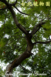 鳳凰木，樹幹的圖片