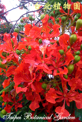 鳳凰木，花朵的圖片