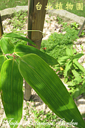 漢彌爾敦麻竹，葉子的圖片