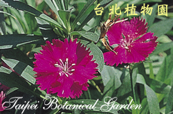 石竹，花朵的圖片