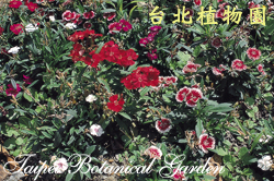 石竹，花朵的圖片